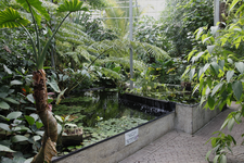 806555 Afbeelding van enkele tropische planten in een kas in de Botanische Tuinen van de Universiteit Utrecht in het ...